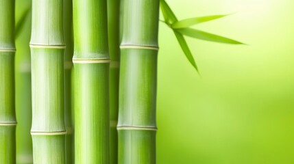 Obraz premium Lush green bamboo stalks stand tall against a soft, blurred background, evoking tranquility and natural beauty.