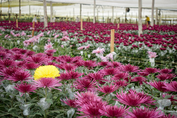 Commercial Flower Growing in Colombia