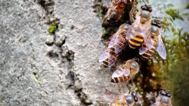A group of bees are swarming in a gap in the cement with wet moss