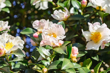 Obraz premium 白いツバキの花 クローズアップ