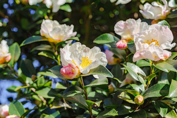 
白いツバキの花　クローズアップ