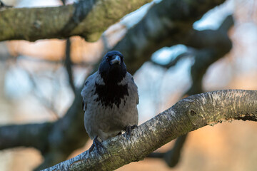 portrait of a crow on a birch