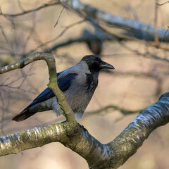 crow on a birch branch in park