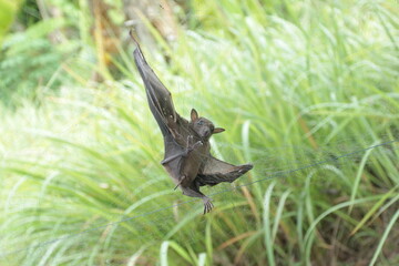 bat caught in net