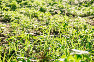 large bush with sprawling branches, bathed in soft sunlight. foliage stretches outwards, fullness and vitality. highlight the natural beauty and rich textures of the leaves, serene atmosphere.
