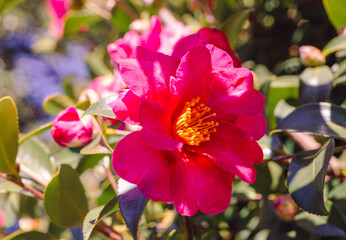 Obraz premium 赤い椿の花 クローズアップ