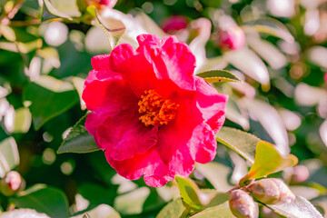 Obraz premium 赤い椿の花 クローズアップ