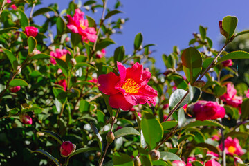 赤い椿の花　クローズアップ
