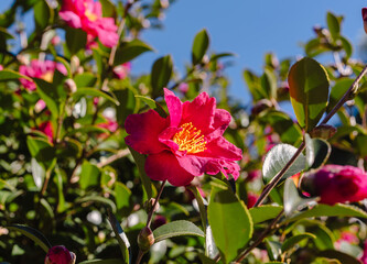 赤い椿の花　クローズアップ