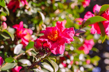 赤い椿の花　クローズアップ