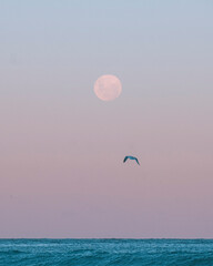 Moon and seagull