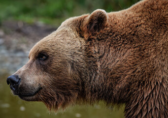 A close up of a Brown Bear (Eurasian Brown bear)
