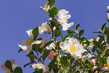 白い椿の花　クローズアップ