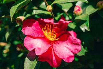 赤い椿の花　クローズアップ