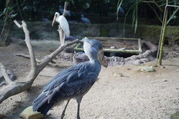 The Shoebill bird is a striking, large bird with a distinctive, oversized beak that resembles a shoe, hence its name. Its bill is broad and curved, with a sharp hook at the end