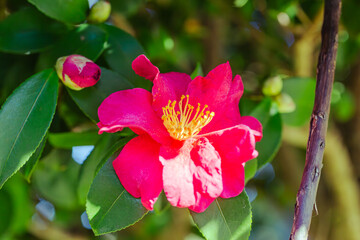 Obraz premium 赤い椿の花 クローズアップ