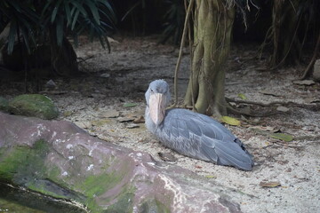 Obraz premium The Shoebill bird is a striking, large bird with a distinctive, oversized beak that resembles a shoe, hence its name. Its bill is broad and curved, with a sharp hook at the end