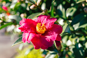 赤い椿の花　クローズアップ