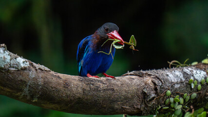 red billed kingfisher