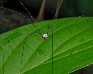 longlegs spider on leaf