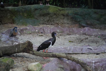 The Black Stork (Ciconia nigra) is a large wading bird with a striking appearance. It has glossy black feathers on its back, wings, and tail, which contrast sharply with its white underparts.