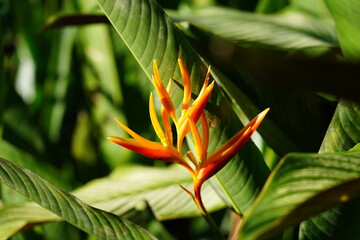A Heliconia plant stands tall with vibrant, colorful flowers that resemble lobster claws. The plant's large, glossy green leaves are broad and arch gracefully, creating a striking backdrop 