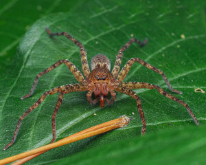 wolf spider on a web