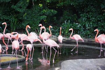 Multiple Pink Flamingo   gracefully stands in shallow water. Its long, slender neck arches elegantly, and its bright pink feathers shimmer in the sunlight. 