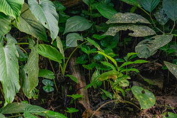 Vivid green leaves and plants thrive in a dense tropical forest environment, showcasing untamed natural beauty. Inviting and tranquil, this scene highlights the wonders of biodiversity
