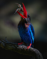 Javan kingfisher on the branch 