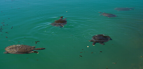 Nile turtles ( Trionyx, Trionyx triunguis ) in a turquoise lake.