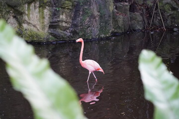Multiple Pink Flamingo   gracefully stands in shallow water. Its long, slender neck arches elegantly, and its bright pink feathers shimmer in the sunlight. 