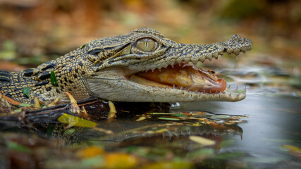 A detailed view of a crocodile in its natural habitat, holding prey in its powerful jaws.