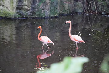 Multiple Pink Flamingo   gracefully stands in shallow water. Its long, slender neck arches...