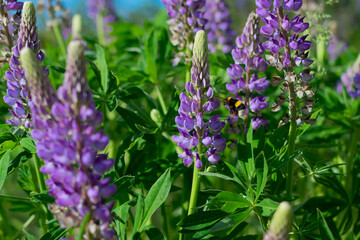 A bee on light blue lupine flowers with a green background of out-of-focus foliage