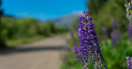 field of light blue lupines with blurred pine trees in the background