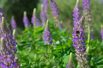 A bee on light blue lupine flowers with a green background of out-of-focus foliage