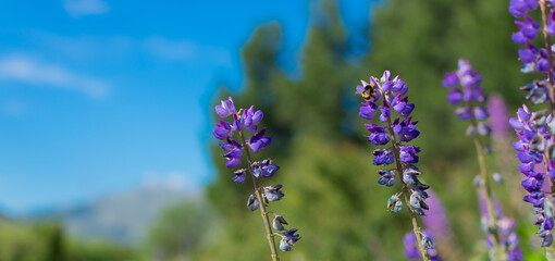 field of light blue lupines with blurred pine trees in the background