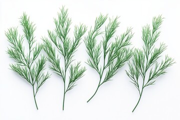 Obraz premium A realistic depiction of green pine tree branches isolated on a white background