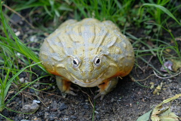 African Bullfrog