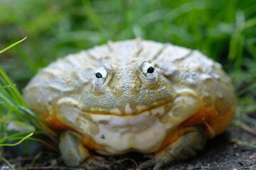 African Bullfrog