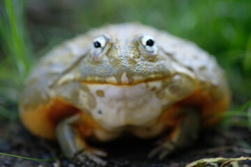 African Bullfrog