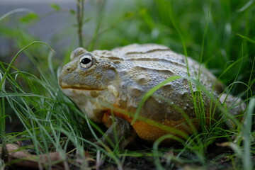 African Bullfrog