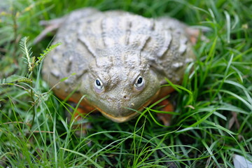 African Bullfrog
