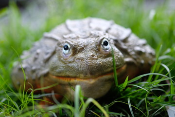 African Bullfrog