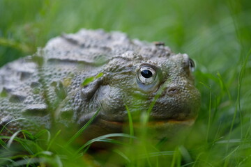 African Bullfrog