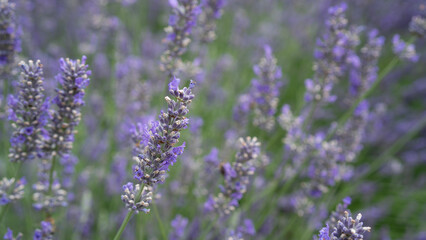 Naklejka premium .A close-up of blooming lavender flowers in a vibrant purple field.