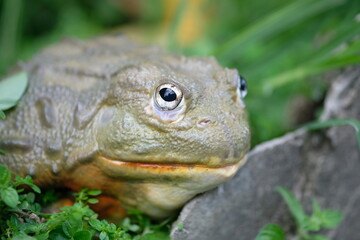 African Bullfrog