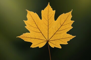 arafed leaf with a yellow center on a green background
