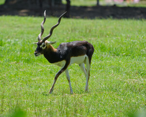 Blackbuck, Indian antelope in the park.
